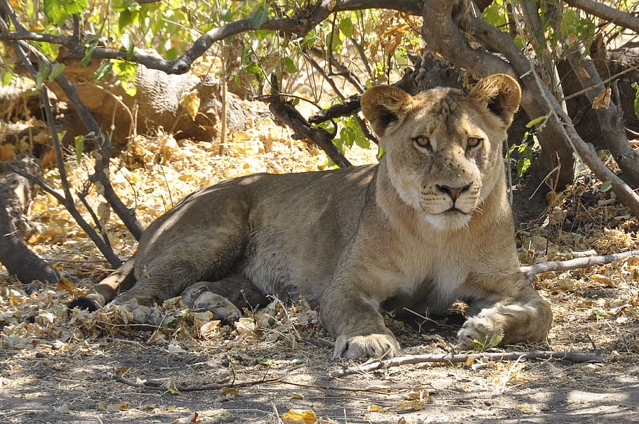 Lion, Botswana, Chobe, animals in the wild, animal wildlife HD wallpaper