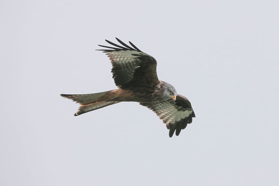 black and white bird during daytime, flying American eagle, Red Kite HD wallpaper