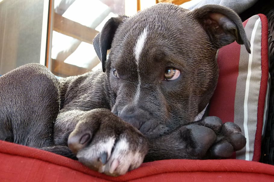 gray and white American pit bull terrier puppy, pitbull, watching