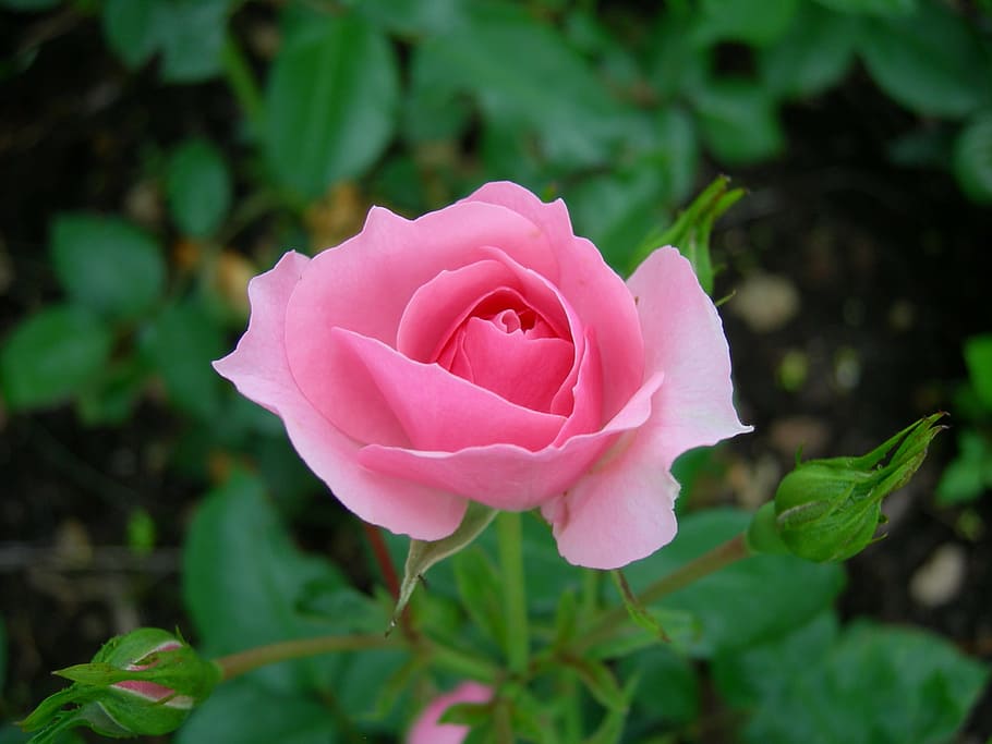 rose, flower, summer, bloom, the nature of the, rose - Flower HD wallpaper