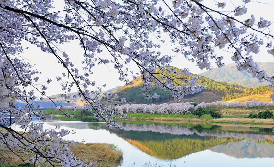 seomjin, spring, cherry blossom, water, tree, plant, lake, beauty in nature HD wallpaper