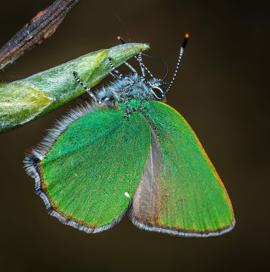 insect, macro, lepidoptera, animal themes, invertebrate, one animal HD wallpaper
