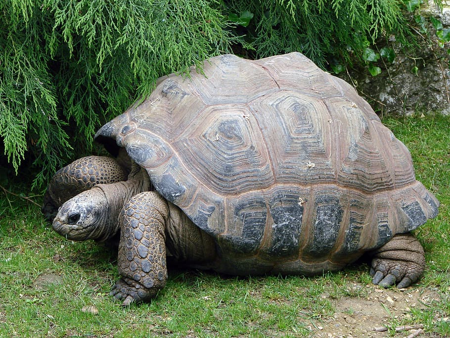 HD wallpaper: brown turtle on ground, tortoise, giant, reptile, shell ...