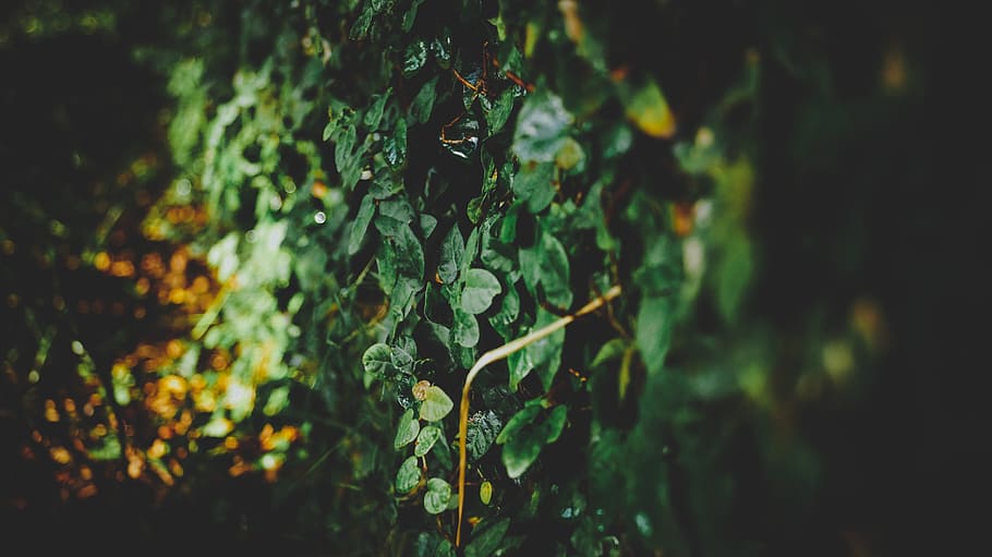 green plants, green leaf plant, Wall, ivy, leaves, backgrounds HD wallpaper