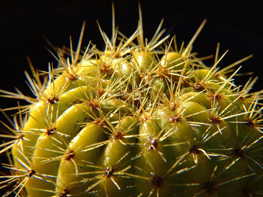 Cactus, Plant, Cactaceae, thorn, spiked, nature, close-up, macro HD wallpaper