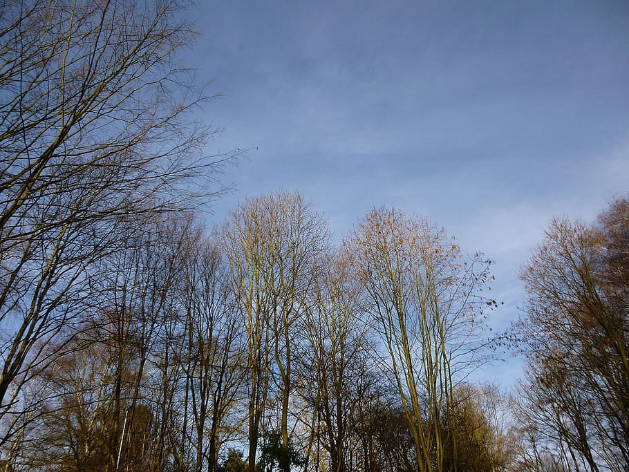 trees, winter, sky, plant, low angle view, no people, growth HD wallpaper