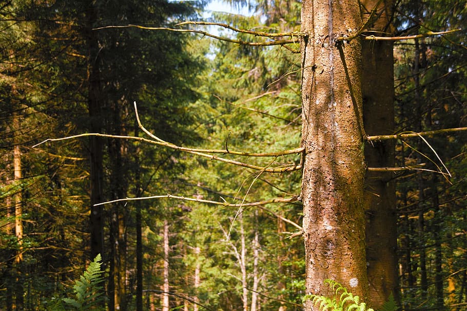 Black Forest, Old, Fir, tree, nature, tree trunk, pine tree HD wallpaper