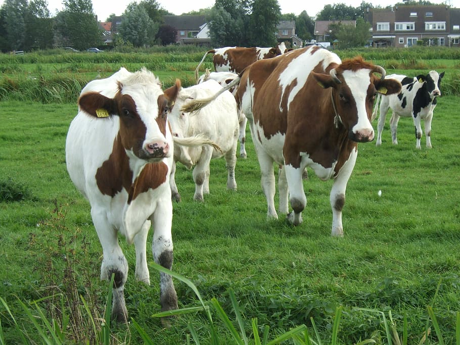 Curious, Cows, Woerdense Verlaat, livestock, cattle, domestic animals HD wallpaper