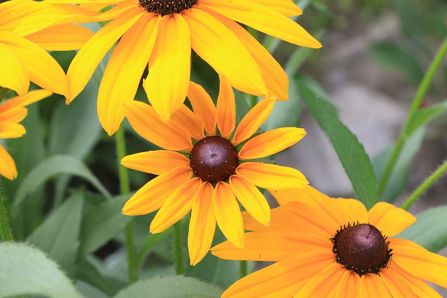 yellow, flowers, summer, flowering plant, petal, fragility HD wallpaper