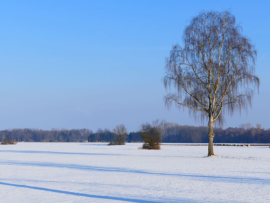 Tree, Lonely, Birch, Nature, Snow, landscape, rest, winter HD wallpaper