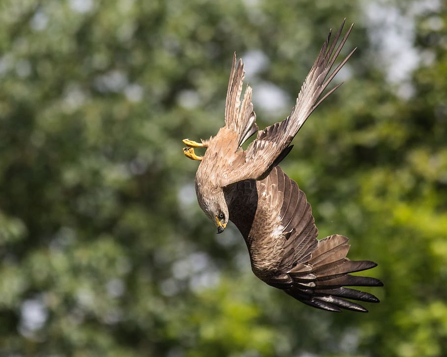 selective focus photography of brown eagle, milan, nosedive HD wallpaper