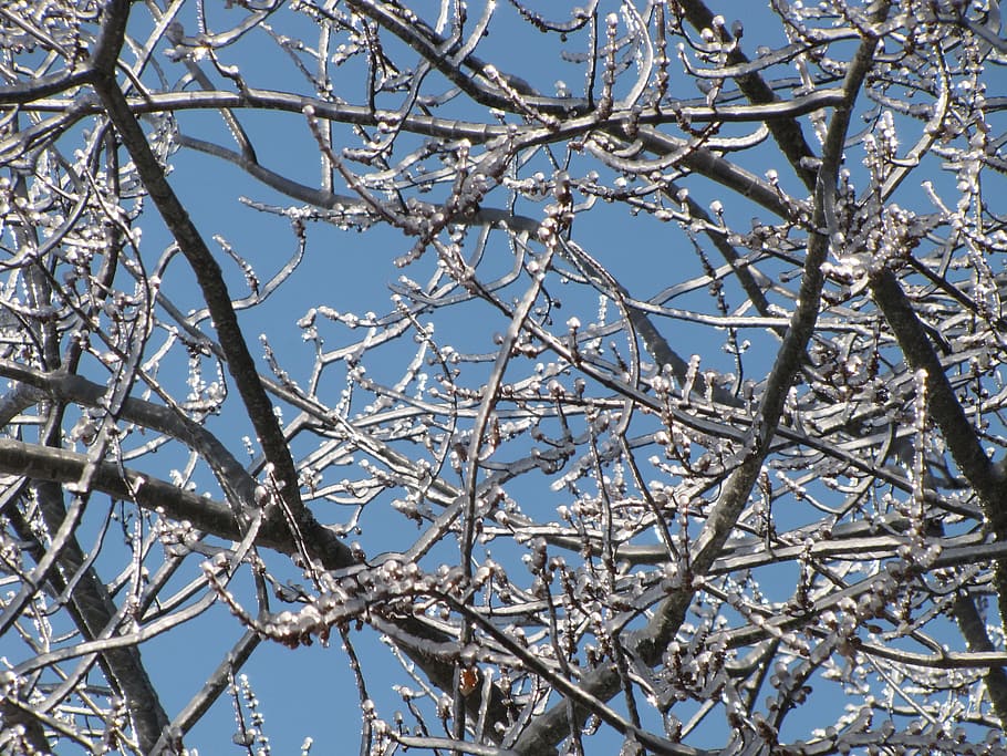 branch, tree, ice, nature, blue, sky, springtime, low angle view HD wallpaper