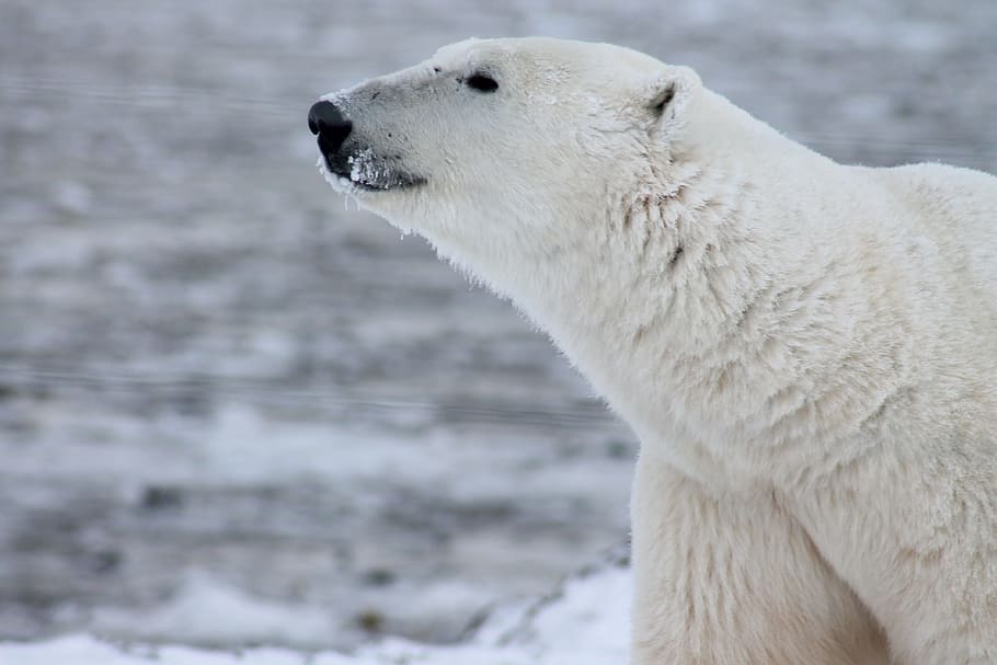 white polar bear, wild, arctic, mammal, snow, canada, carnivore HD wallpaper