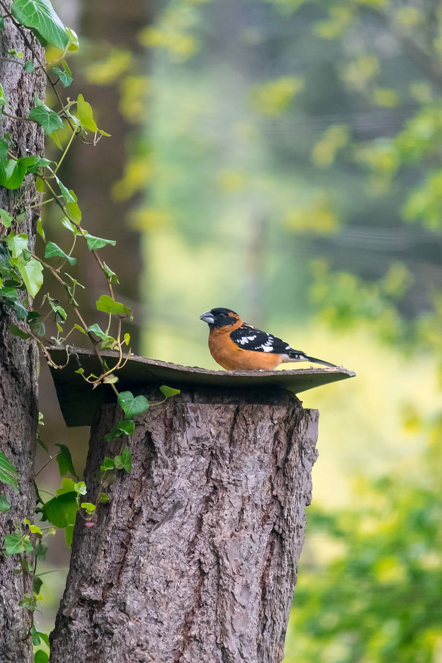 nature, bird, outdoors, tree, wildlife, finch, tacoma, washington HD wallpaper