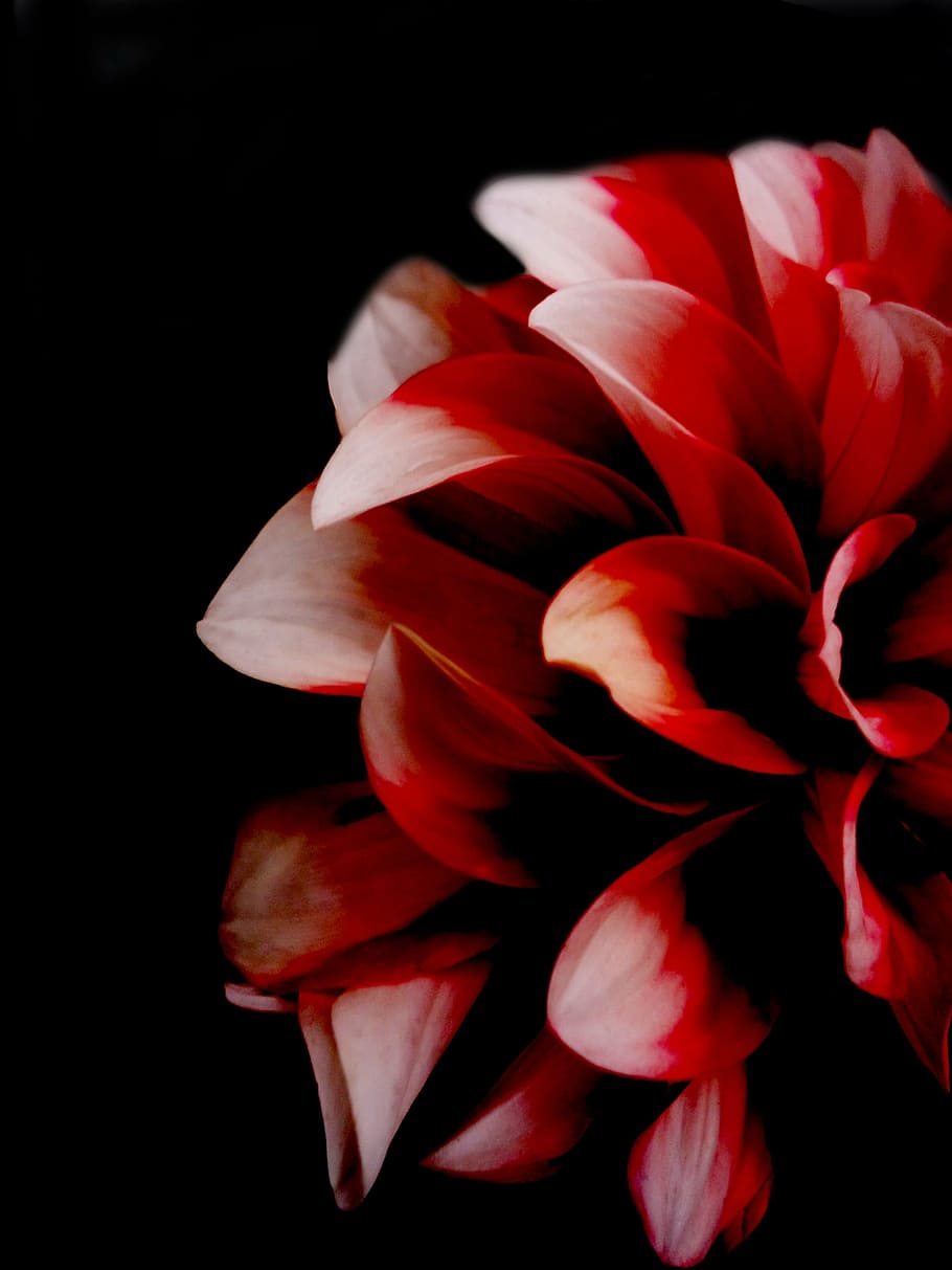 flower, petals, red, white, bloom, floral, nature, color, decoration HD wallpaper