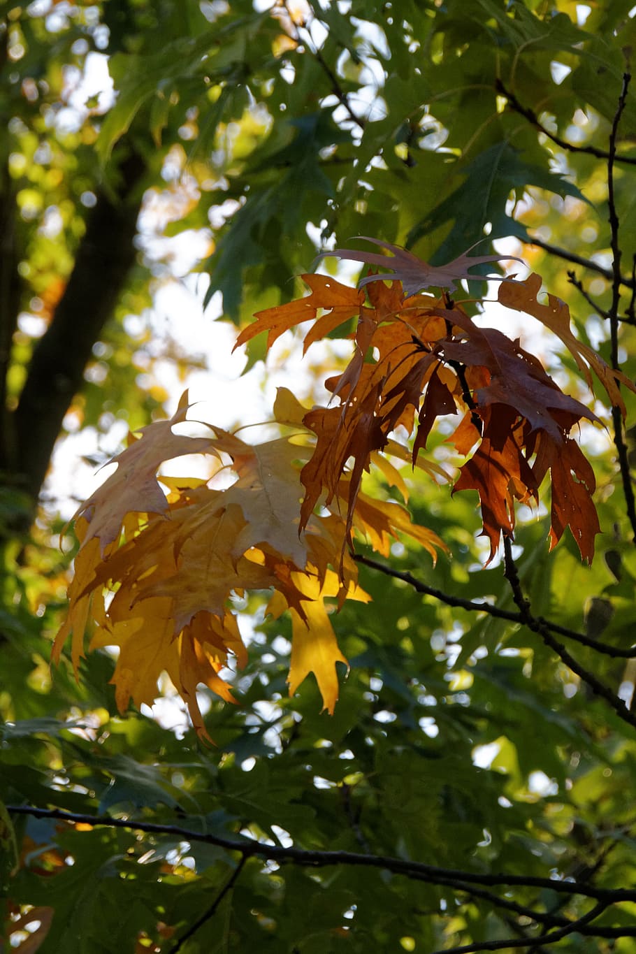 autumn, leaves, leaf, fall foliage, tree, fall color, nature HD wallpaper