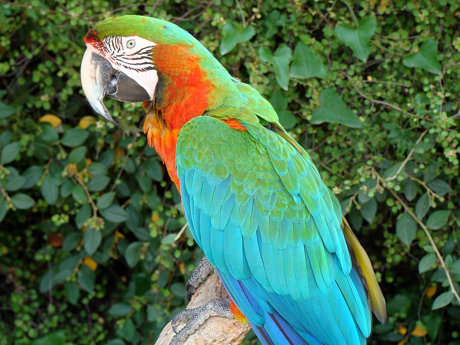bird, parrot, zoo, animal, animal wildlife, animal themes, vertebrate HD wallpaper