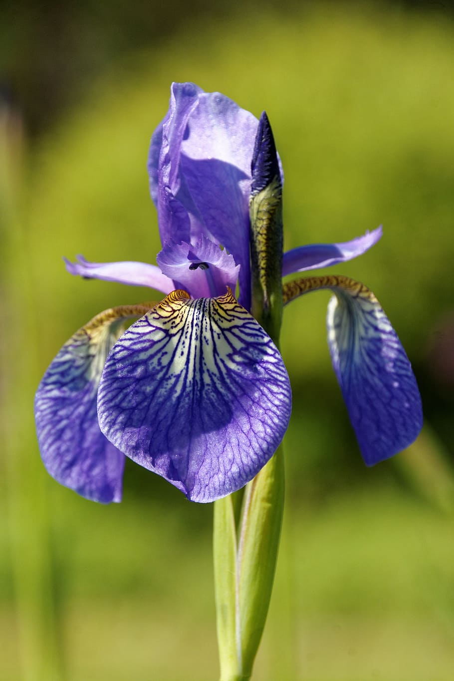 iris, flower, blossom, bloom, close, plant, lily, blue, violet HD wallpaper