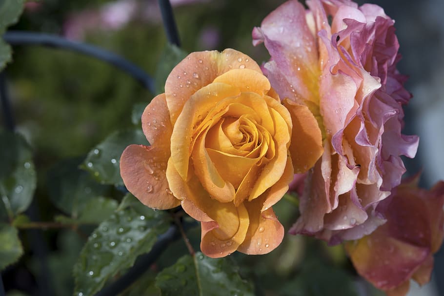 Flower, Pink, Rose, Blooms, rose blooms, nature, rose - Flower HD wallpaper
