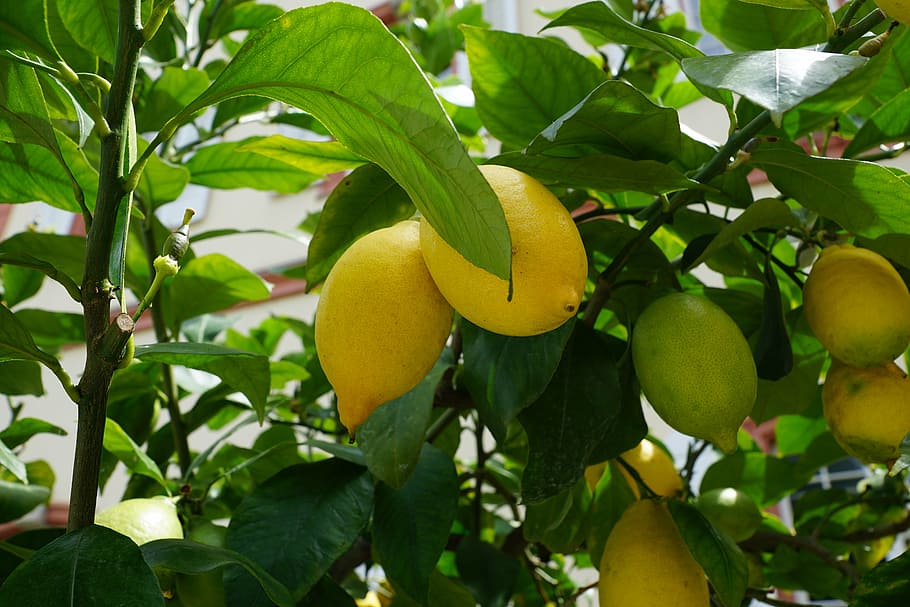 lemon, tree, green, sour, fruit, lemon tree, healthy eating, HD wallpaper