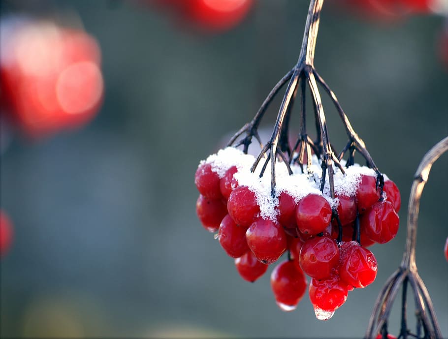blur, branches, bunch, cold, color, colour, frost, frozen, fruits HD wallpaper
