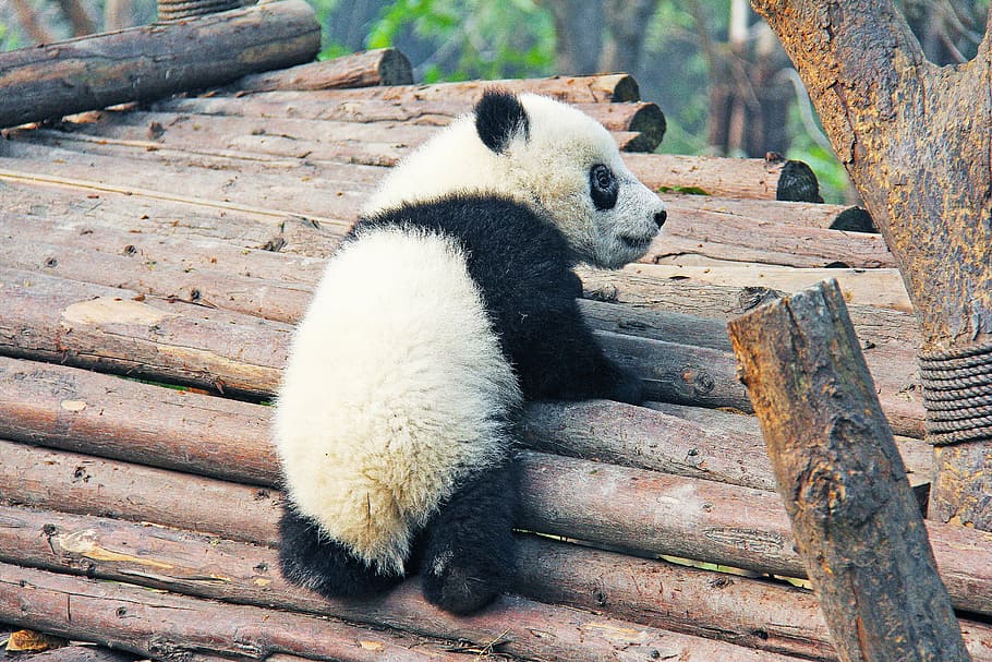 HD wallpaper: baby panda climbing on brwon tree trunks, black and white,  adorable | Wallpaper Flare