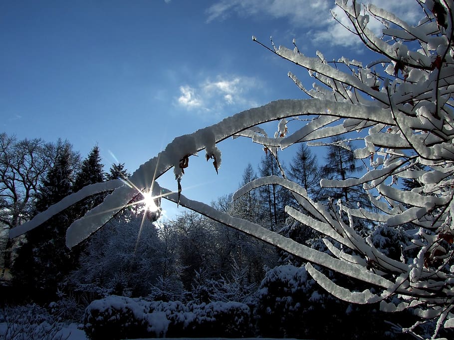 winter, garden, tree, snow, cold temperature, nature, plant HD wallpaper