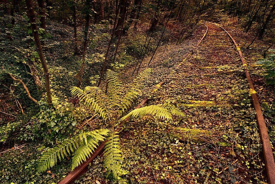 nature, leaf, tree, plant, ivy, forest, seemed, route, railway HD wallpaper