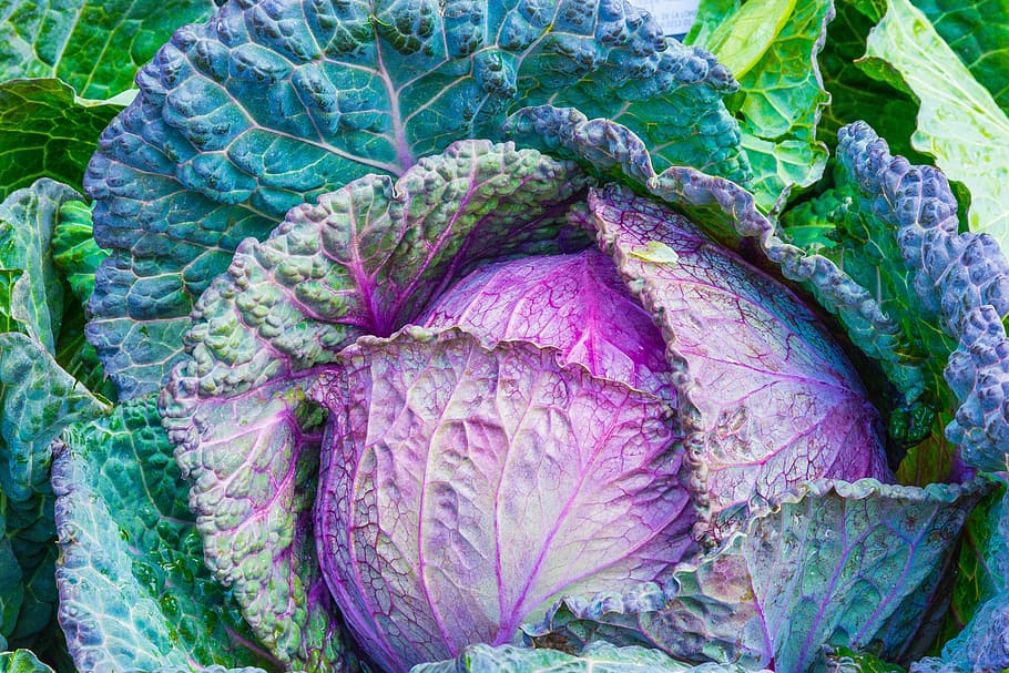 closeup photo of a purple cabbage, vegetable, power, green HD wallpaper