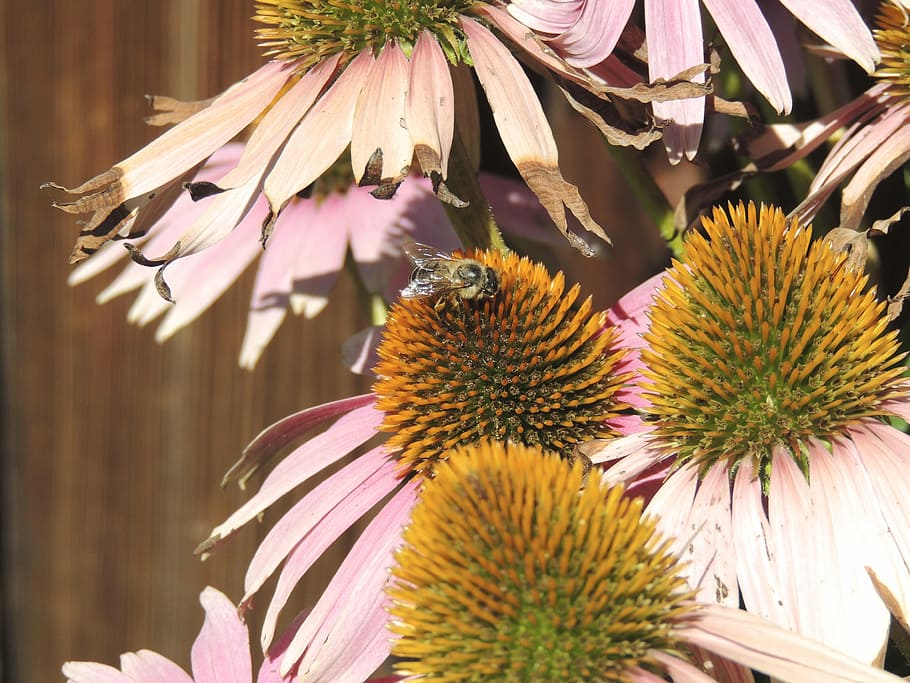 Bee, Insect, Pollen, Yellow, Nectar, blossom, bloom, macro HD wallpaper