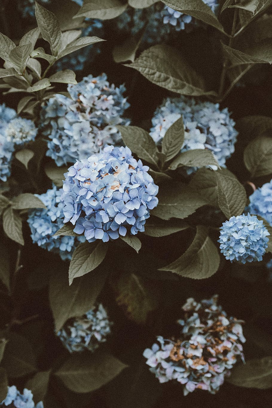 blue flowers, plant, beauty in nature, flowering plant, vulnerability HD wallpaper