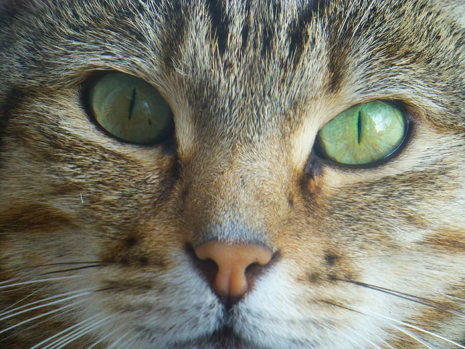 cat, face, green, eyes, one animal, animal themes, mammal, domestic HD wallpaper