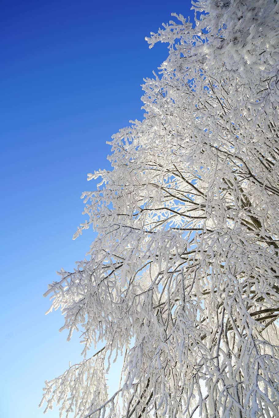 tree, hoarfrost, branch, iced, crystal formation, snowy, eiskristalle HD wallpaper