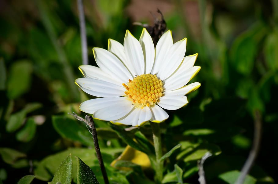 white, yellow, flower, spring, nature, green, plant, summer HD wallpaper