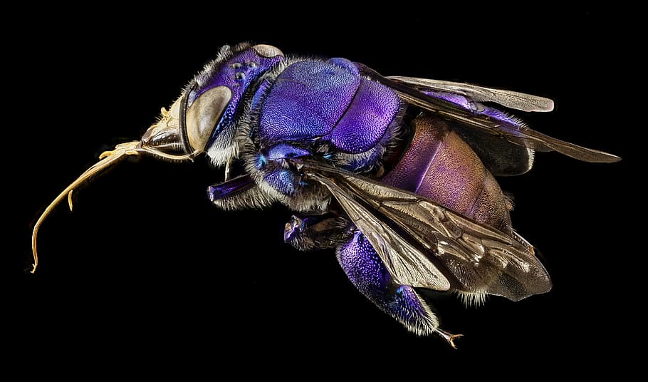 purple and brown fly, bee, orchid bee, native bee, iridescent, HD wallpaper