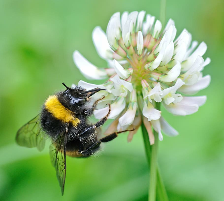 bourdon, insect, forage, macro, flower, bee, one animal, animals in the wild HD wallpaper