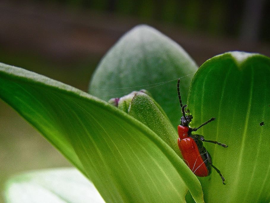 beetle, insect, spring, red, green, lilium, plant part, leaf HD wallpaper