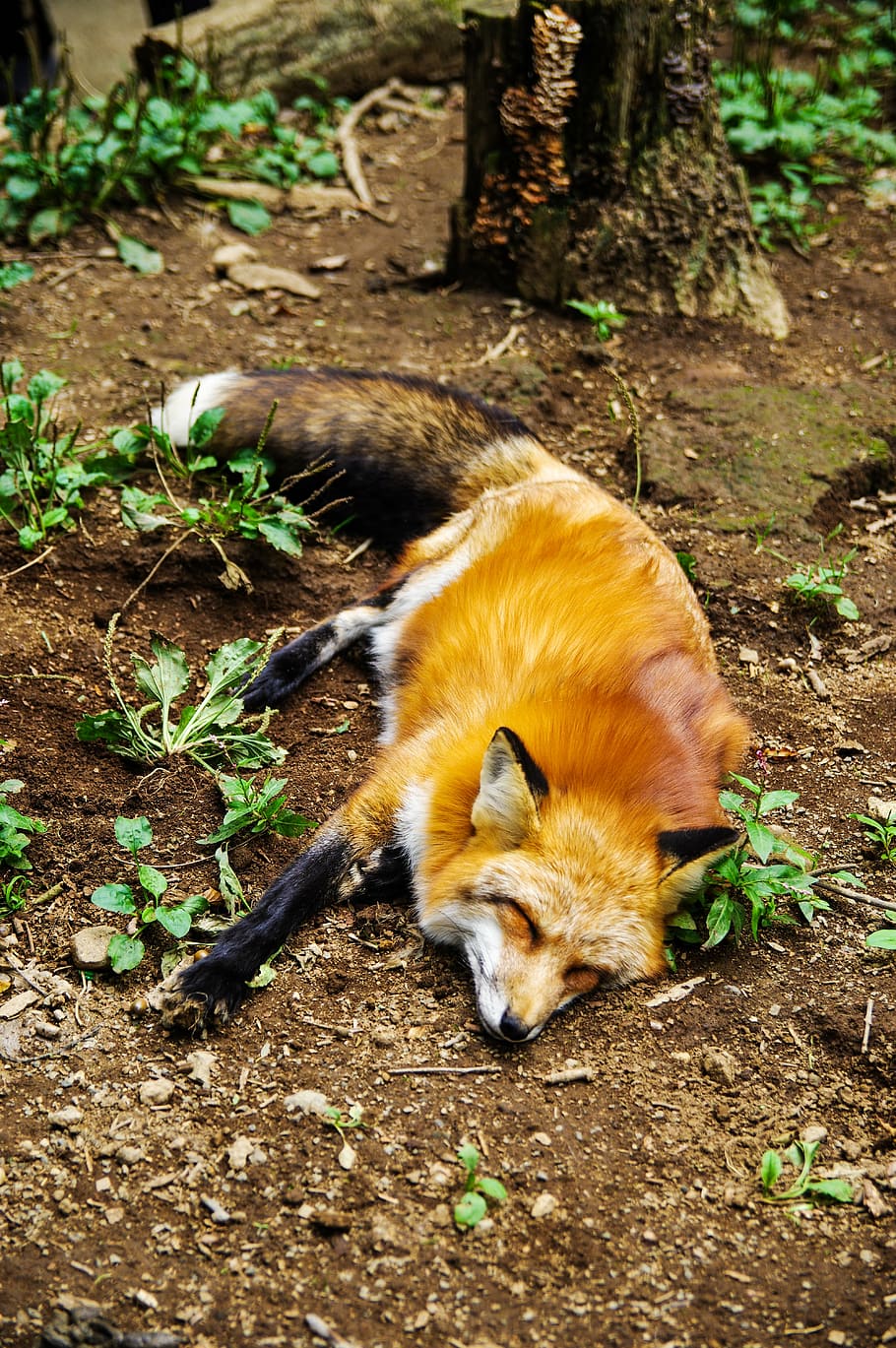 animal, fox, sleep, sleeping, cute, nature, mammal, outdoors HD wallpaper
