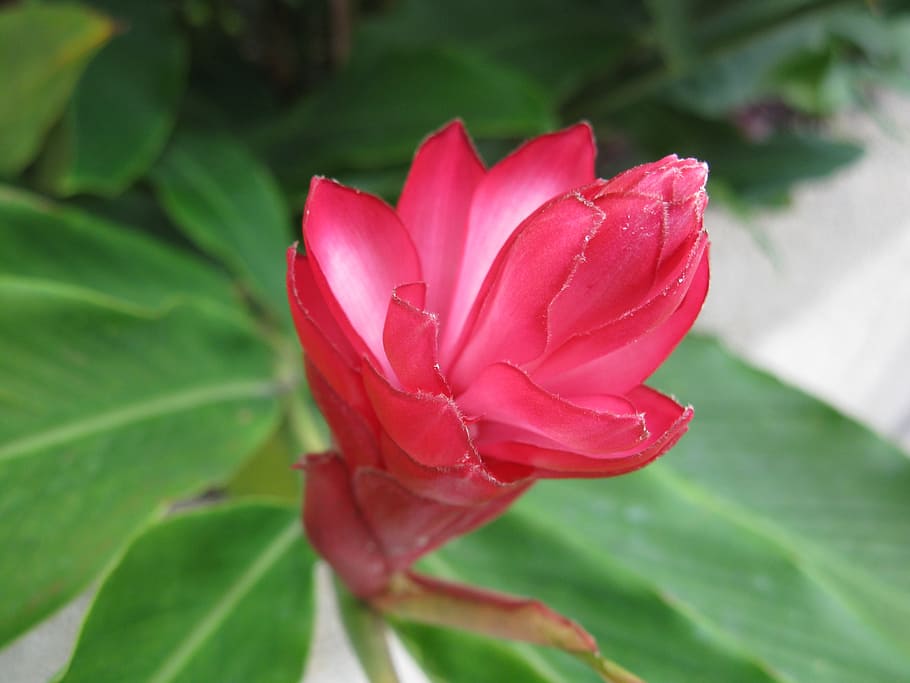 makati, flower, flora, bloom, blossom, botany, floral, tropical HD wallpaper
