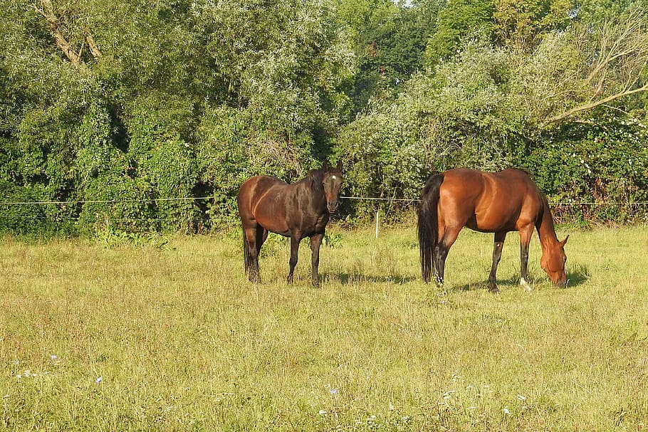 horses, pasture, trees, coupling, graze, meadow, eat, morning sun HD wallpaper