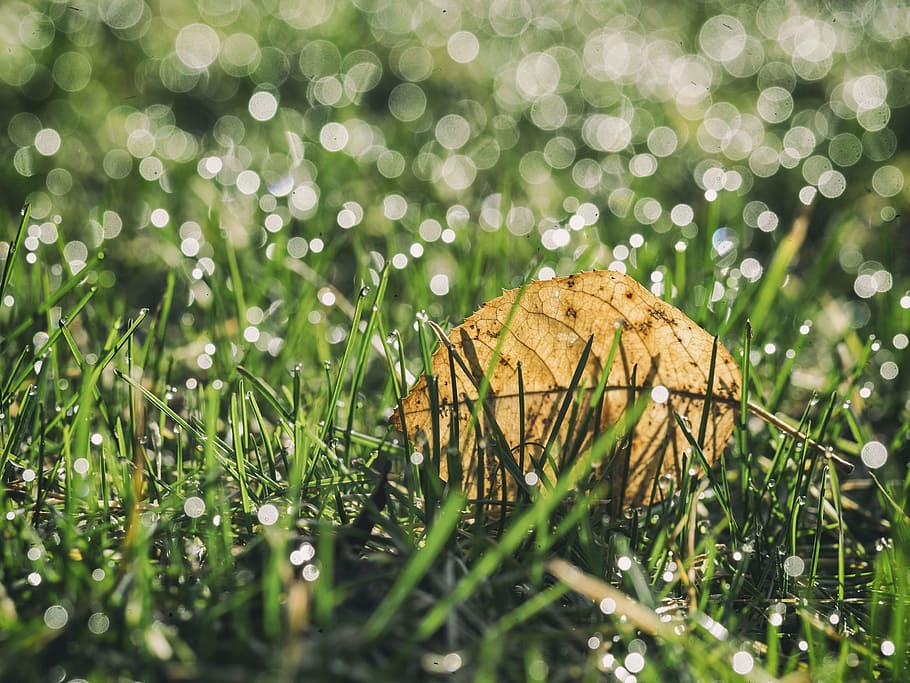focus photography of brown leaf on grasses, green, leaves, plants HD wallpaper