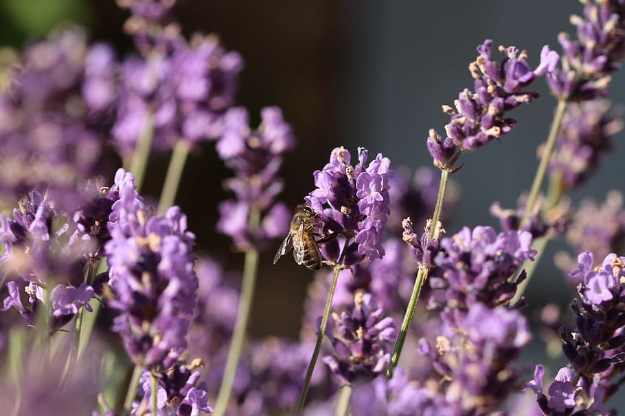 lavender, flower, bee, macro, forage, flowering plant, beauty in nature HD wallpaper