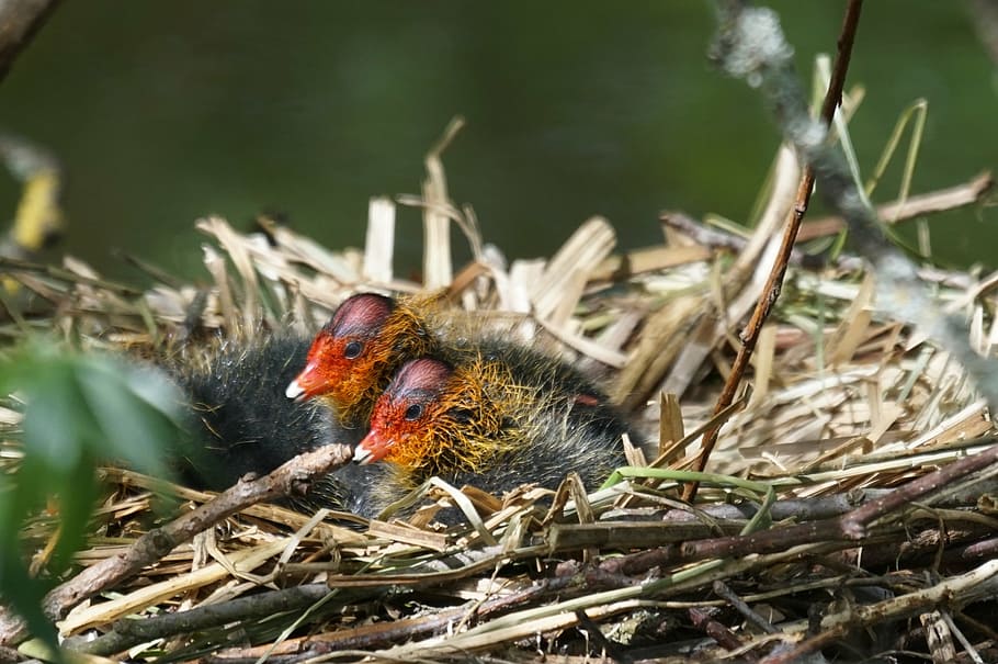 coot, chicken, wild, animal themes, animal wildlife, animals in the wild HD wallpaper