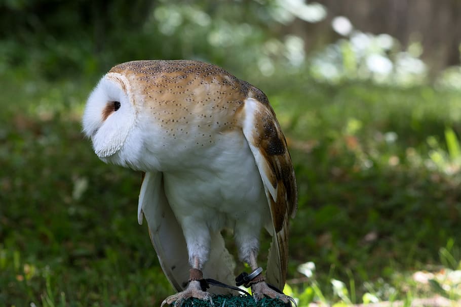 focus photo of brown and white owl, selective focus photo of barn owl HD wallpaper