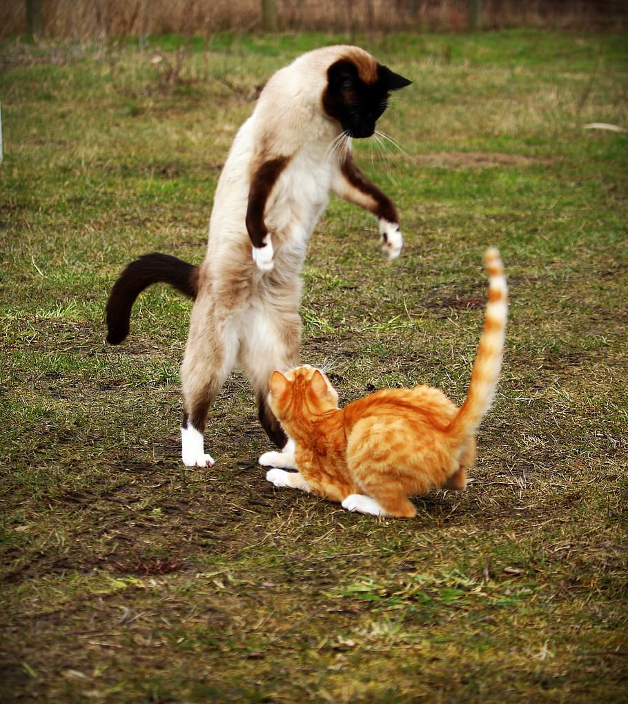 siamese and orange tabby cat fighting at daytime, siamese cat, HD wallpaper