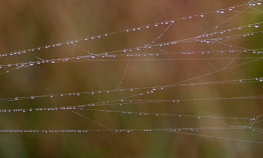 spider web, drops, dew, place, nature, wet, water, close-up HD wallpaper