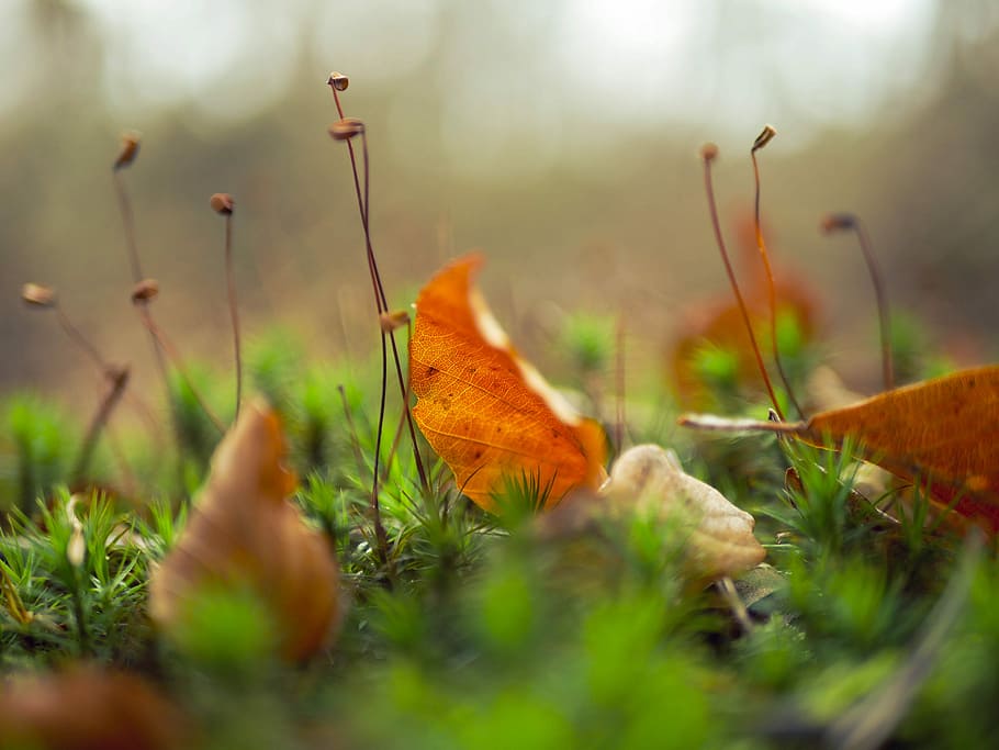 brown dried leaf on green grass field, selective focus of brown leaf on ground HD wallpaper