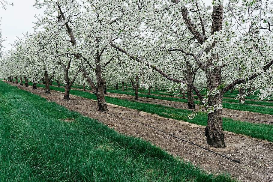 nature, plants, trees, cherry, plantation, agriculture, fruit HD wallpaper