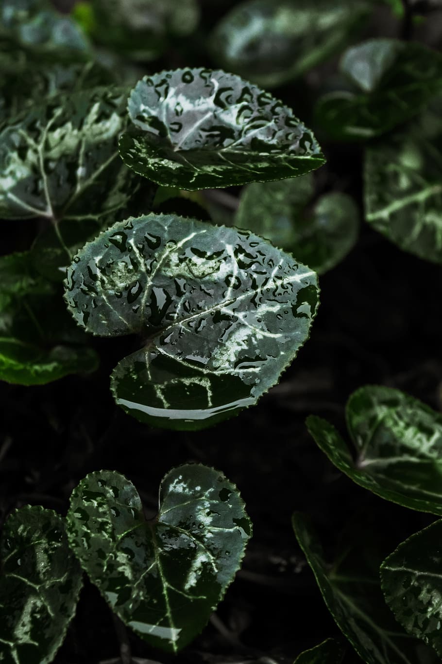 green leaves with water droplets, ovate green plant with dewdrops HD wallpaper