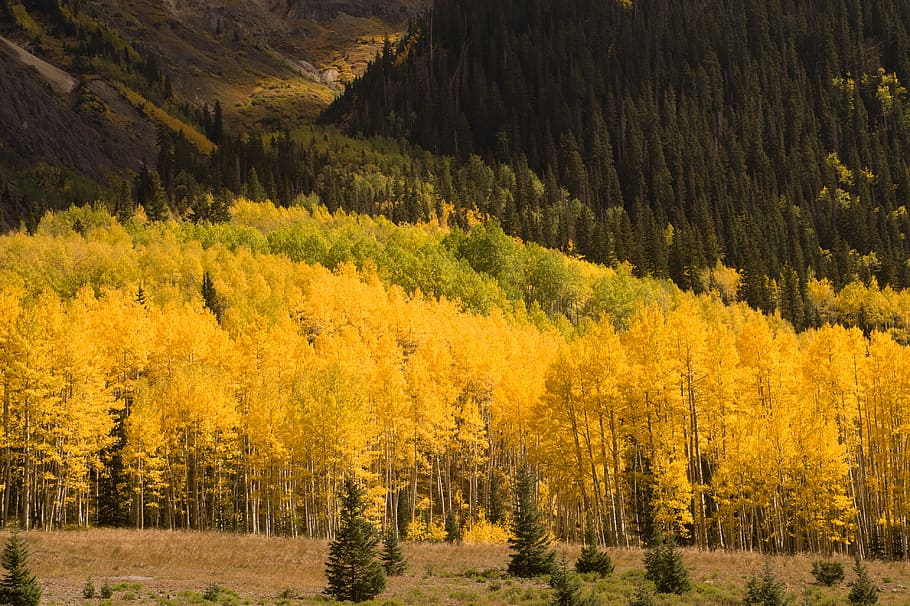 yellow and green trees field, autumn, leaves, color, nature HD wallpaper